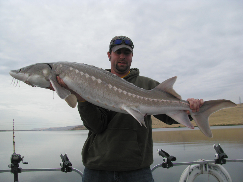 sturgeon fish